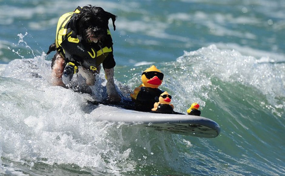 Photos: California's dogs go surfing at the annual 5th Surf Dog competition - Firstpost