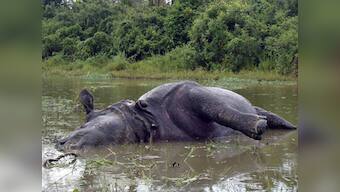 Rhino found dead in Kaziranga, death toll at 34 this year