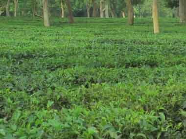 Work for development of small tea growers: official tells recruits