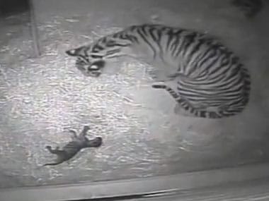 Watch: Melati the tigress gives birth to London Zoo's first cub in 17 ...