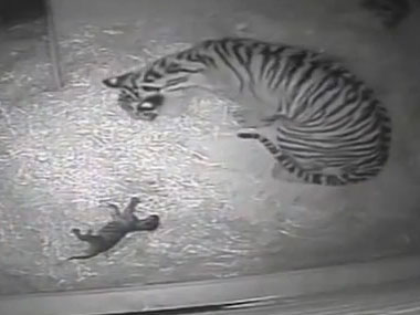 Watch: Melati the tigress gives birth to London Zoo's first cub in 17 yrs Watch: Melati the tigress gives birth to London Zoo's first cub in 17 yrs