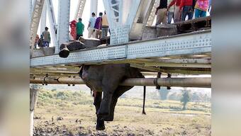 Elephant deaths in Jalpaiguri: Why speed limit is not the solution
