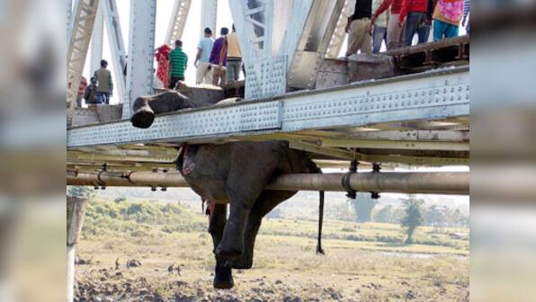 Elephant deaths in Jalpaiguri: Why speed limit is not the solution