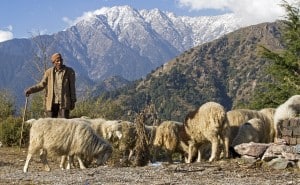 First Half Story - The Gaddi Tribe