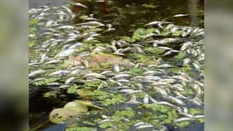 Fishes die in Meghalaya river, probe initiated