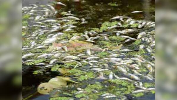 Fishes die in Meghalaya river, probe initiated