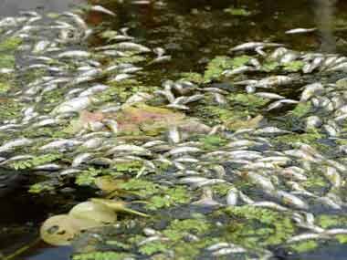 Fishes die in Meghalaya river, probe initiated