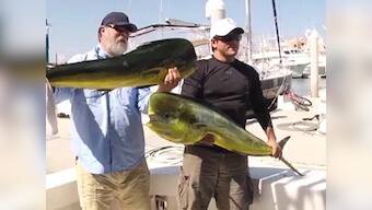 Viral Video: Sneaky sea lion steals monster fish as man poses for photo