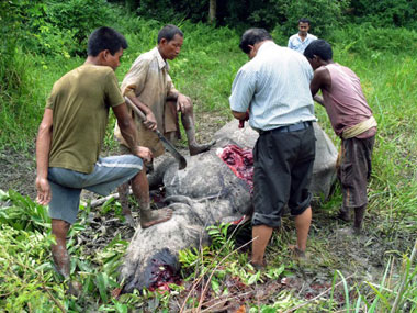 Rhino carcass without horn recovered in Kaziranga, 3 held Rhino carcass without horn recovered in Kaziranga, 3 held