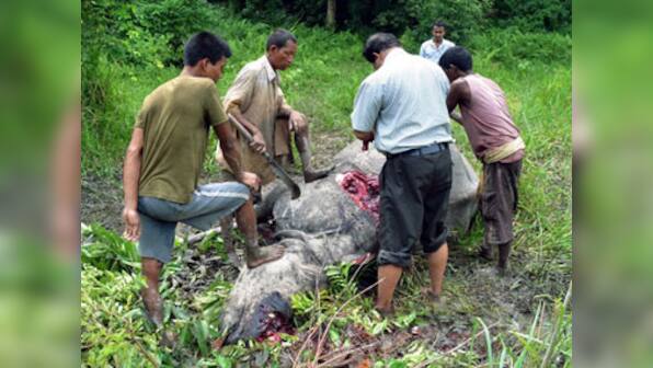 Rhino carcass without horn recovered in Kaziranga, 3 held