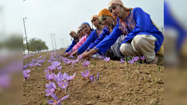 Saffron cultivation declines in Kashmir, farmers blame govt mission