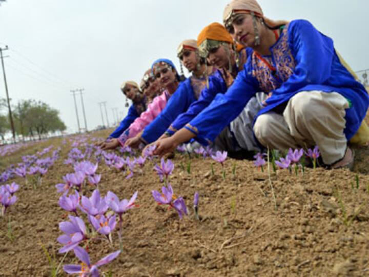 Saffron cultivation declines in Kashmir, farmers blame govt mission