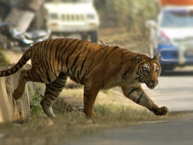 Centre clears fifth tiger reserve for Maharashtra Centre clears fifth tiger reserve for Maharashtra