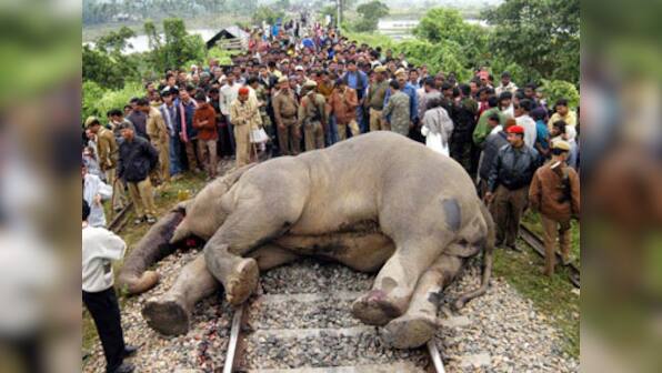 Jalpaiguri: Locals block track over jumbo deaths, carcasses being removed