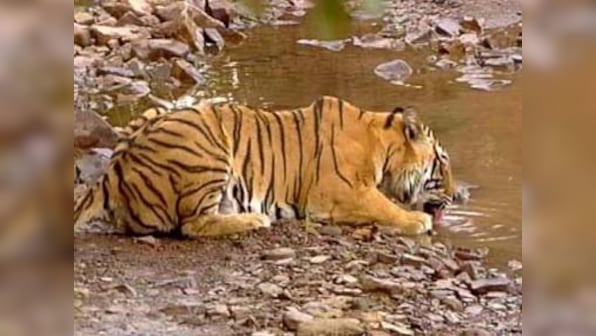 New wildlife sanctuary notified near Sunderbans tiger reserve