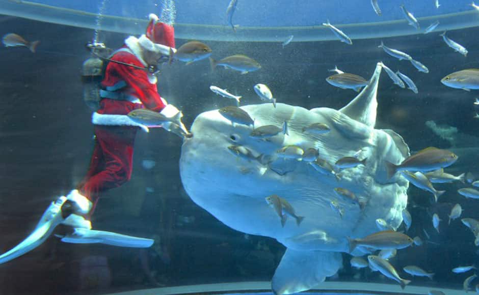 A diver wearing a Santa Claus costume feeds a sunfish during a Christmas show at the Hakkeijima Sea Paradise aquarium in Yokohama, suburban Tokyo, on December 15. AFP photo
