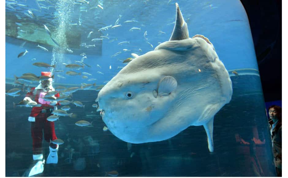 The show will be held daily to attract visitors until Christmas Day. AFP photo