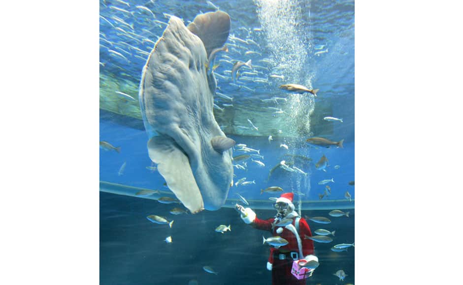 A diver wearing a Santa Claus costume feeds a sunfish during a Christmas show at the Hakkeijima Sea Paradise aquarium in Yokohama, suburban Tokyo, on December 15, 2013. The show will be held daily to attract visitors until Christmas Day. AFP photo