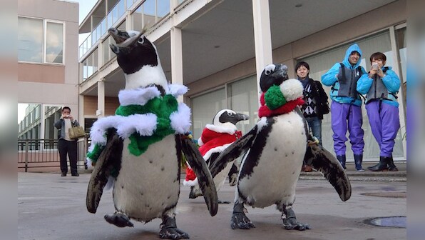 Images: Orangutans, penguins and sunfish get in the Christmas spirit