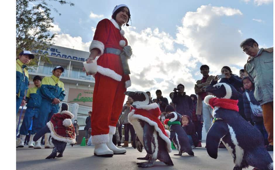Cape penguins dressed in Christmas themed costumes take part in a Christmas event at the Hakkeijima Sea Paradise aquarium in Yokohama, suburban Tokyo on December 15. AFP photo