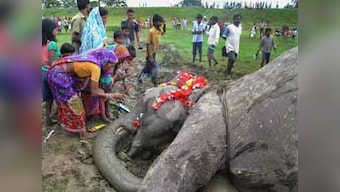 Tragic ends: Accidents, electrocution kill 28 elephants in 2013