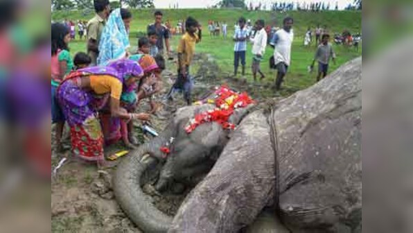 Tragic ends: Accidents, electrocution kill 28 elephants in 2013