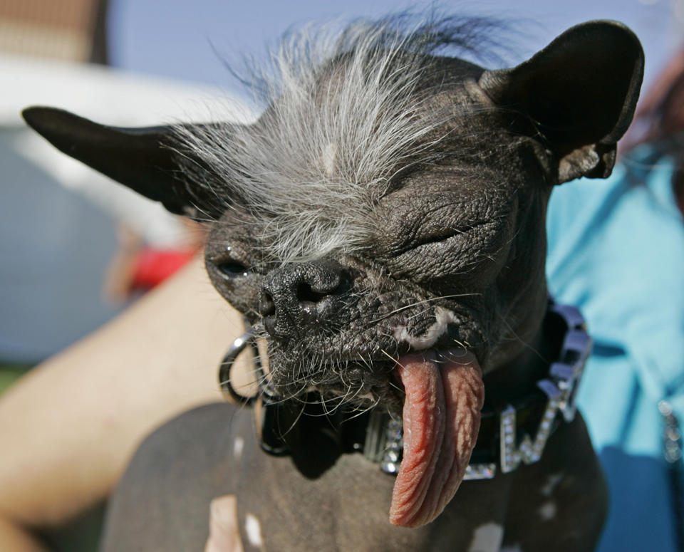 'World's Ugliest Dog', Elwood, dies in New Jersey 'World's Ugliest Dog', Elwood, dies in New Jersey