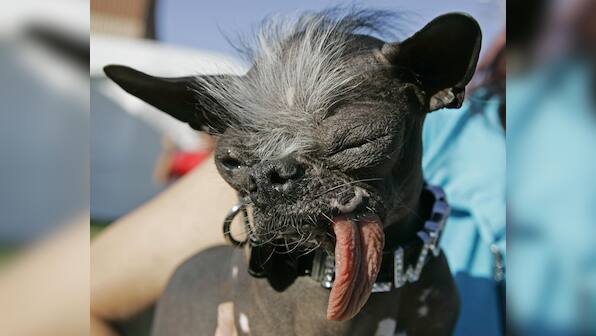 'World's Ugliest Dog', Elwood, dies in New Jersey