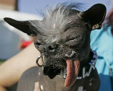'World's Ugliest Dog', Elwood, dies in New Jersey