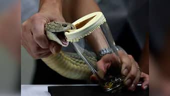 Scientists sequence entire genome of king cobra