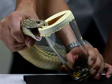 Scientists sequence entire genome of king cobra Scientists sequence entire genome of king cobra