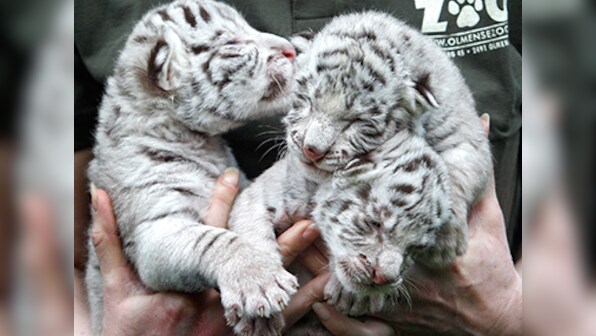 NTCA says no to reintroduction of white tigers in Madhya Pradesh