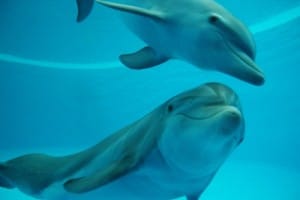 Zoo-Dolphins
