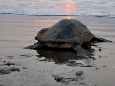 A file picture of an Olive Ridley turtle. AFP