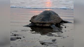 Olive Ridley turtles nest in Mumbai's Versova beach as 80 hatchlings make way into Arabian Sea