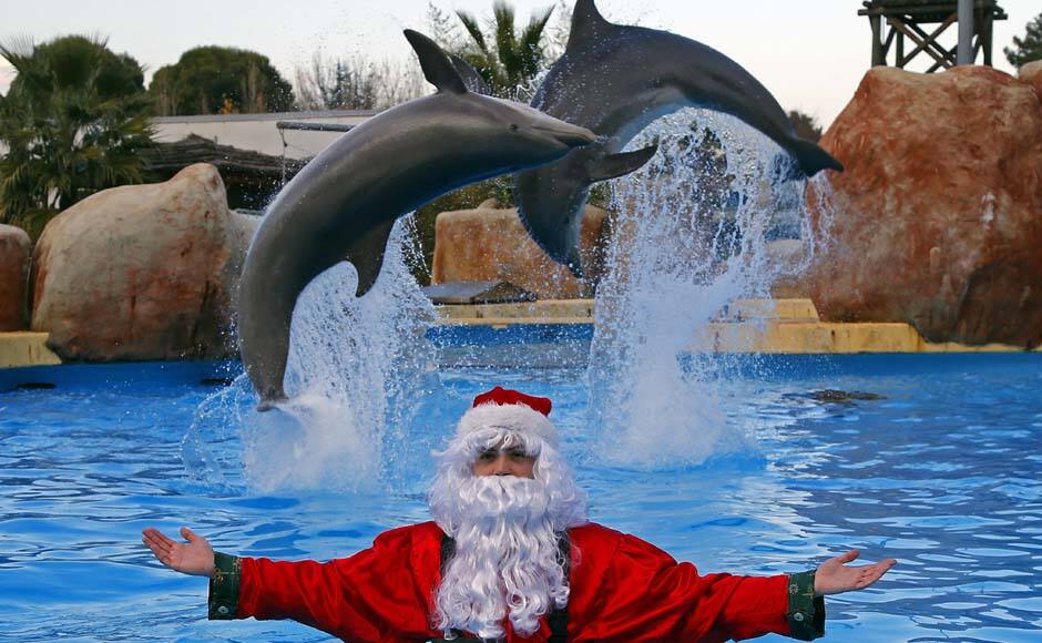 Dolphins jump in unison behind a man dressed as Santa Claus at the Marineland Aquatic Park as part of Christmas holiday season preparations, in Antibes, southeastern France. Reuters image