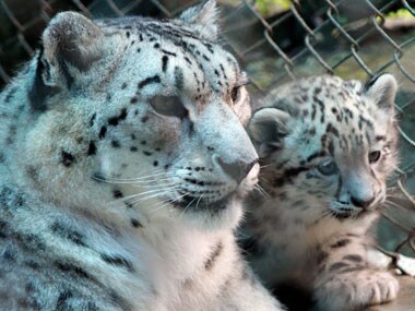 File image of a snow leopard at the zoo. AFP.