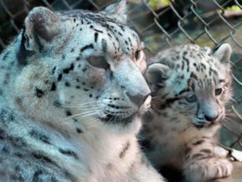 Two snow leopards spotted at Uttarakhand's national park-Living News