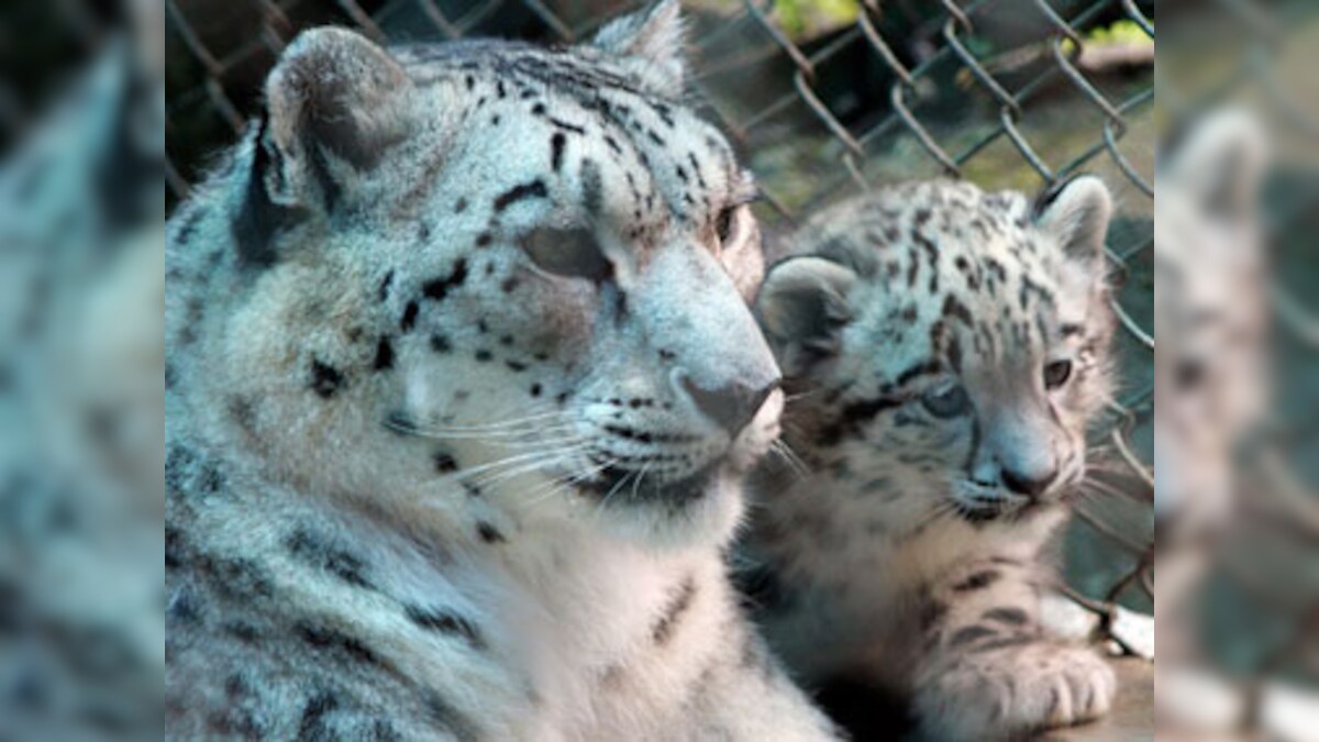 Two snow leopards spotted at Uttarakhand's national park – Firstpost