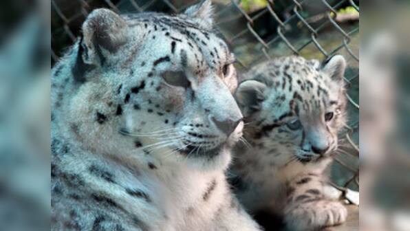 Two snow leopards spotted at Uttarakhand's national park