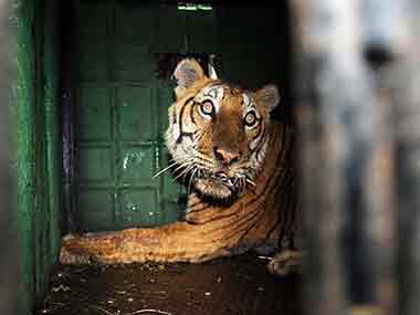  The 12-year-old male that killed three people at the edge of Bandipur tiger reserve in Karnataka. Pic Courtesy: WCS-India
