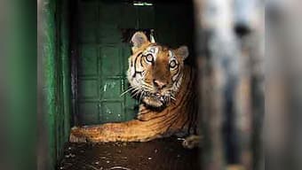Maneaters must be put down, not put away in crowded zoos