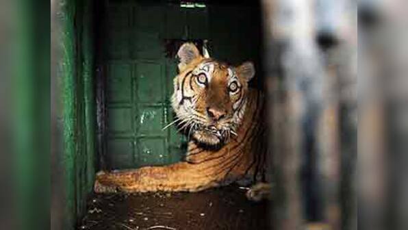 Maneaters must be put down, not put away in crowded zoos