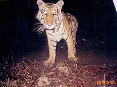 The Bandipur maneater captured last week was camera trapped for the first time in 2004 when it was three-year-old. Pic Courtesy: WCS-India