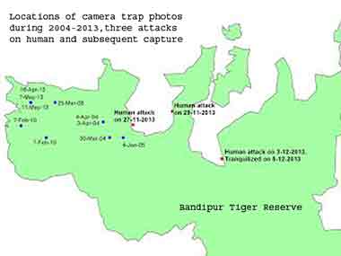 The Bandipur tiger was camera trapped 10 times between 2004 and 2013 before it was evicted from its range by a stronger opponent and became a maneater. Data Courtesy: WCS-India