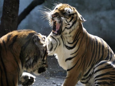 Fighting Tiger