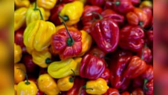 Weight Loss Resolution: Nutritionists approve of high protein 'fad' diets