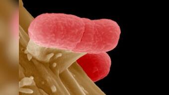 Study: Microbes living on human body good for health