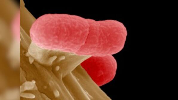 Study: Microbes living on human body good for health