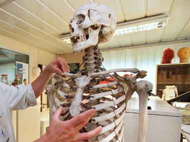 Human skeleton. AFP